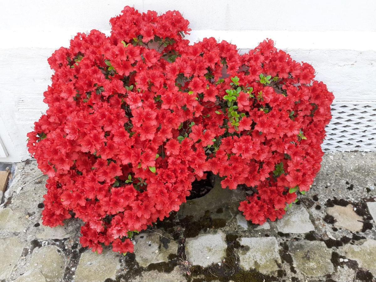 לינה וארוחת בוקר Isneauville Manoir De L'As De Trefle מראה חיצוני תמונה
